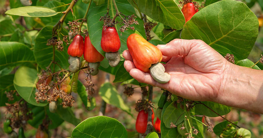 Certified organic farm in Vietnam following sustainable agricultural practices
