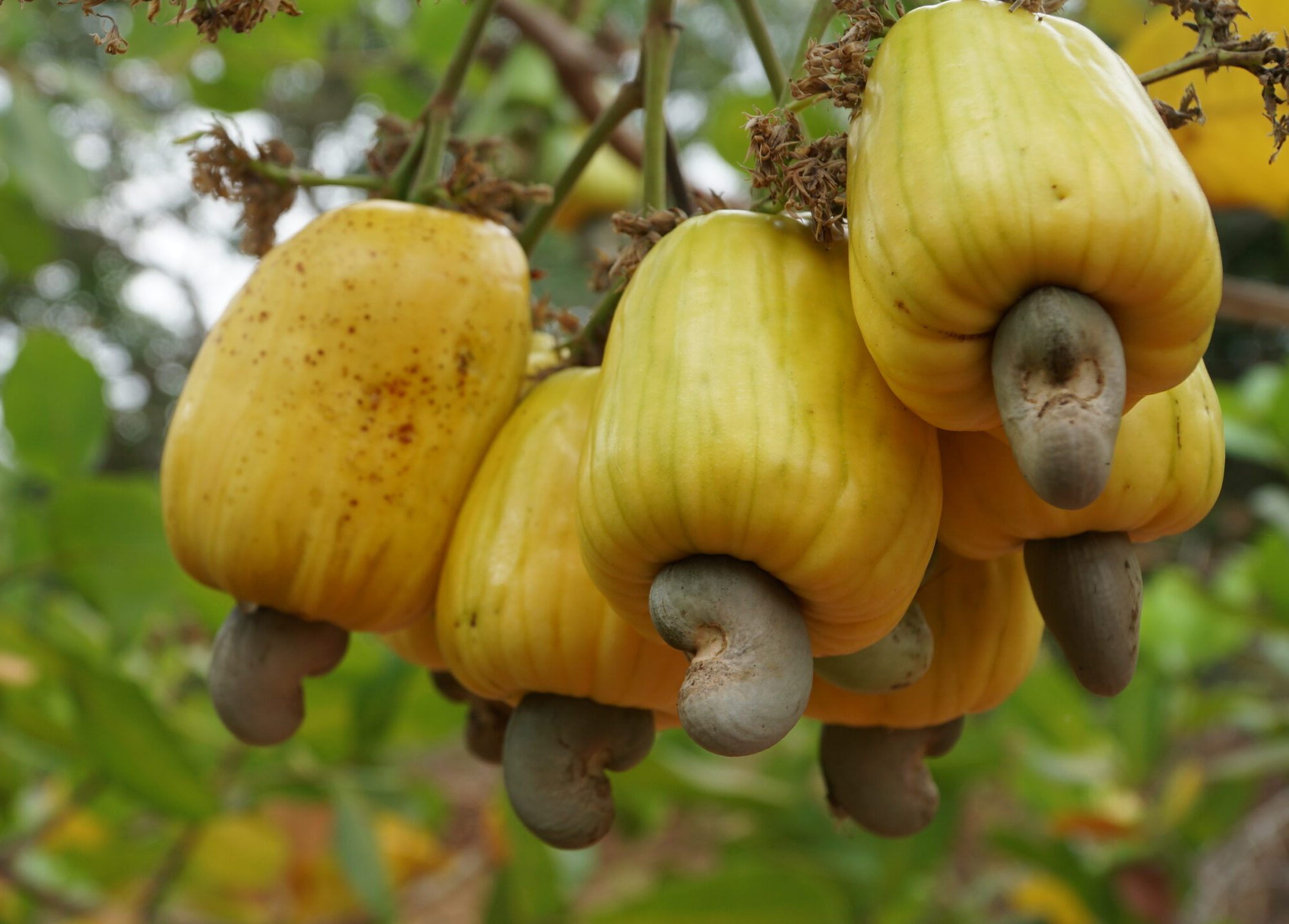 organic cashew biovalley