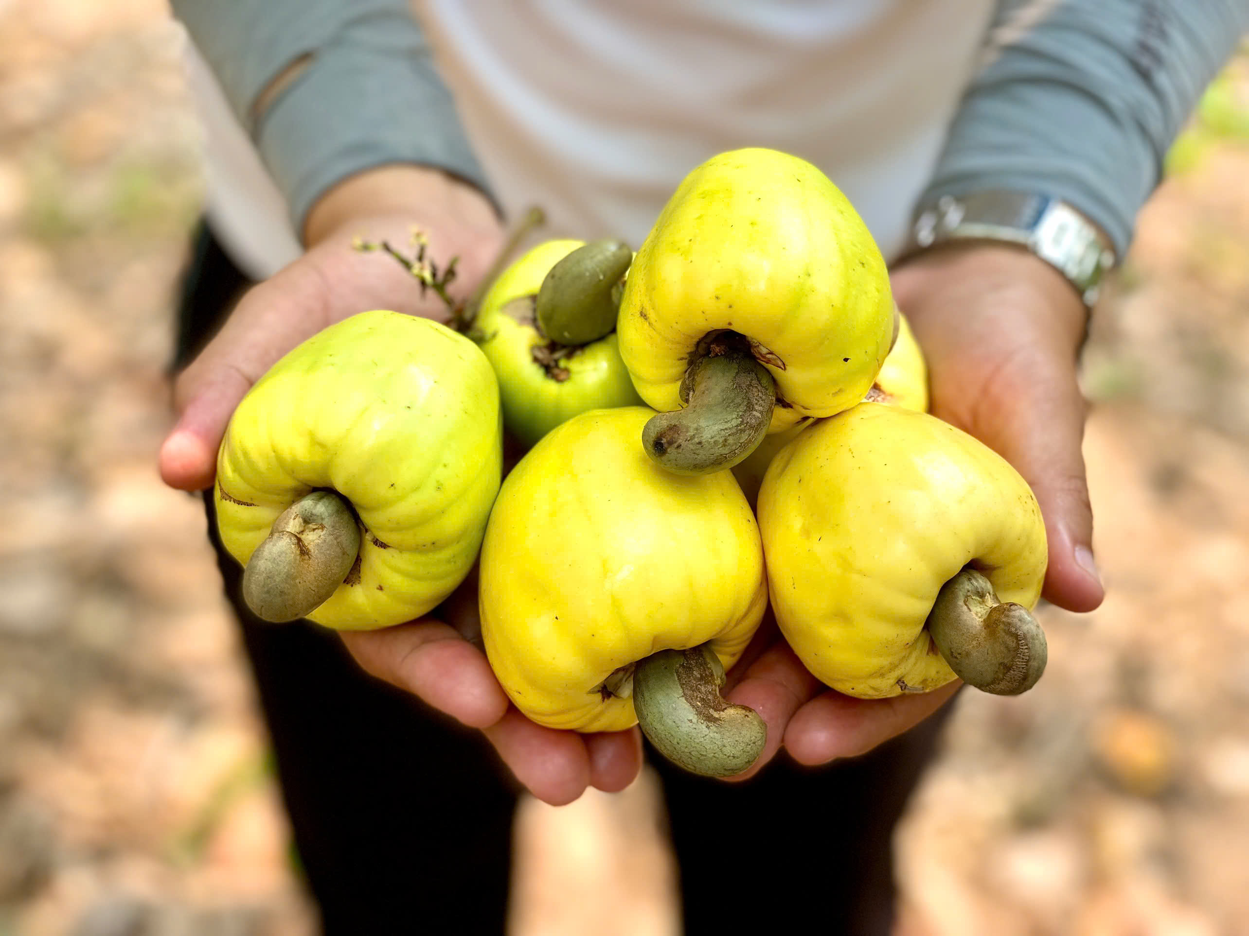 Organic cashew farm under Truecoop cooperative in Vietnam