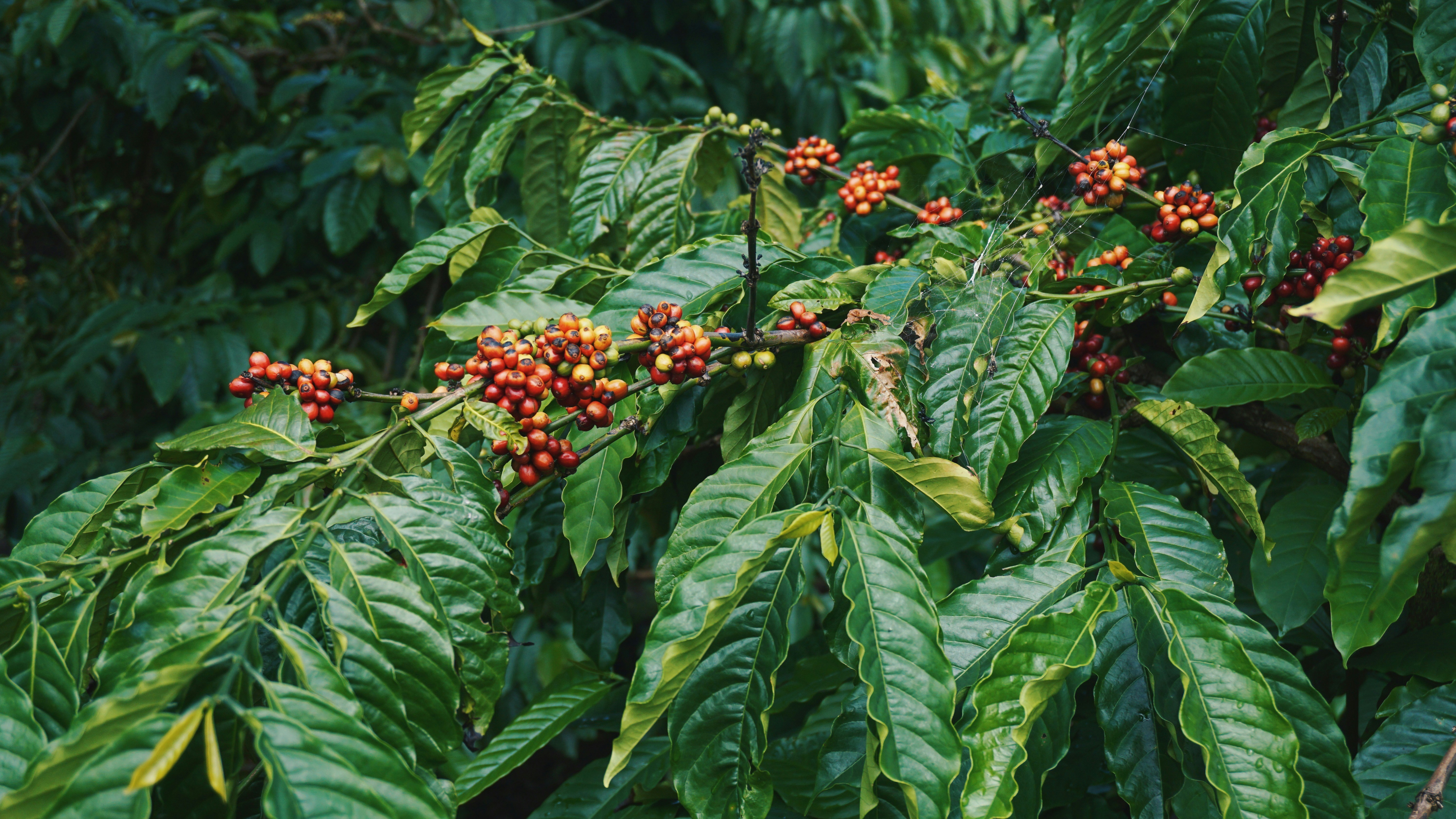 Coffee tree EUDR new regulations to EU from Vietnam traceability