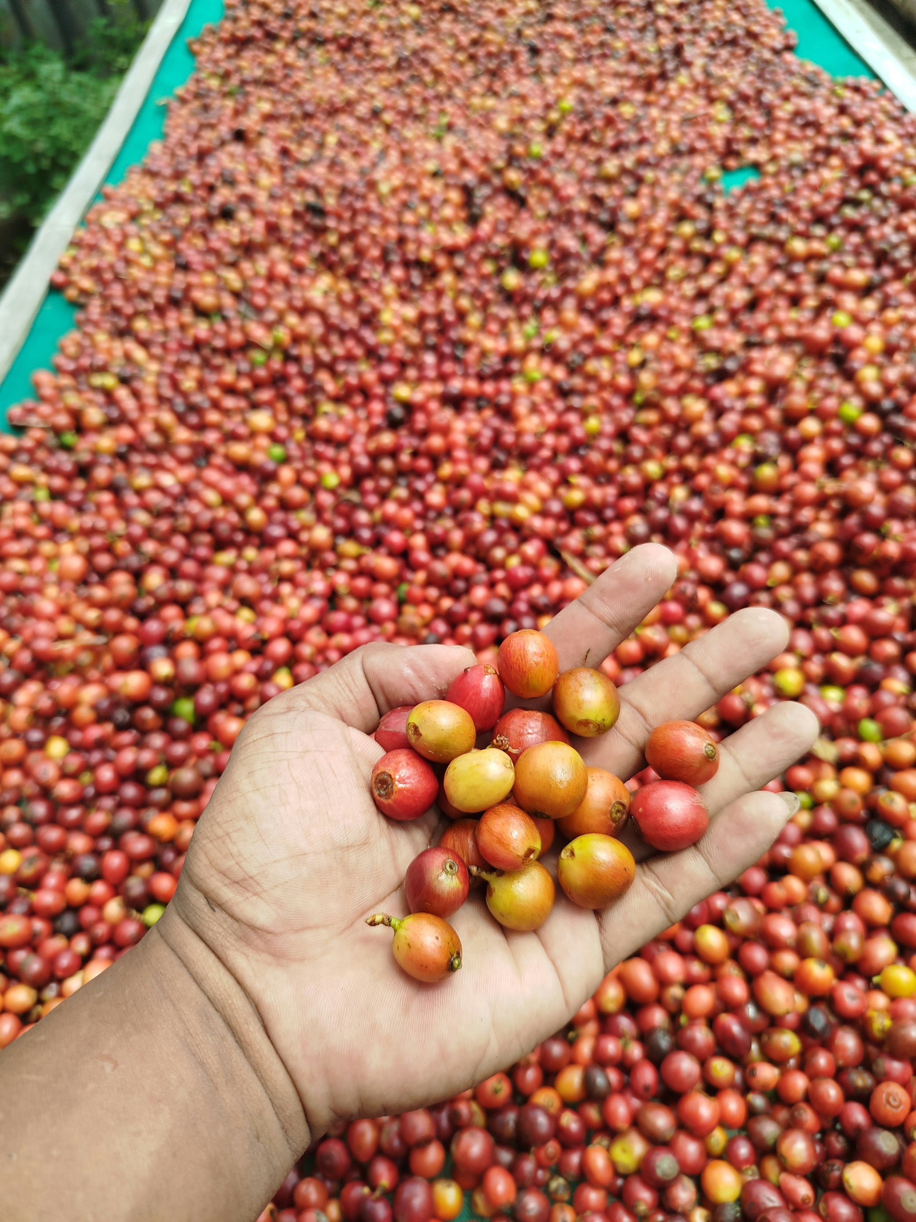 traceability organic coffee from vietnam