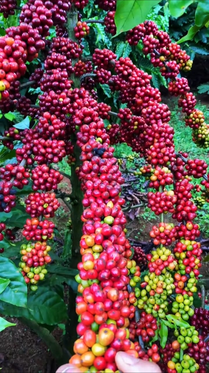 Robusta's Price Advantage