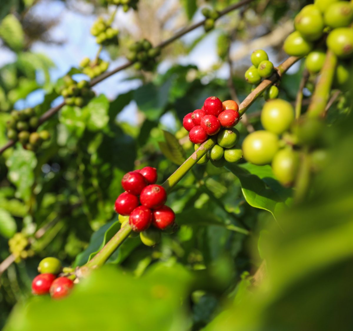 Robusta prices corrected sharply in 2026, but the arabica-robusta spread did not. Here is why Vietnam coffee keeps winning global buyers, and what BioValley sees from the ground.