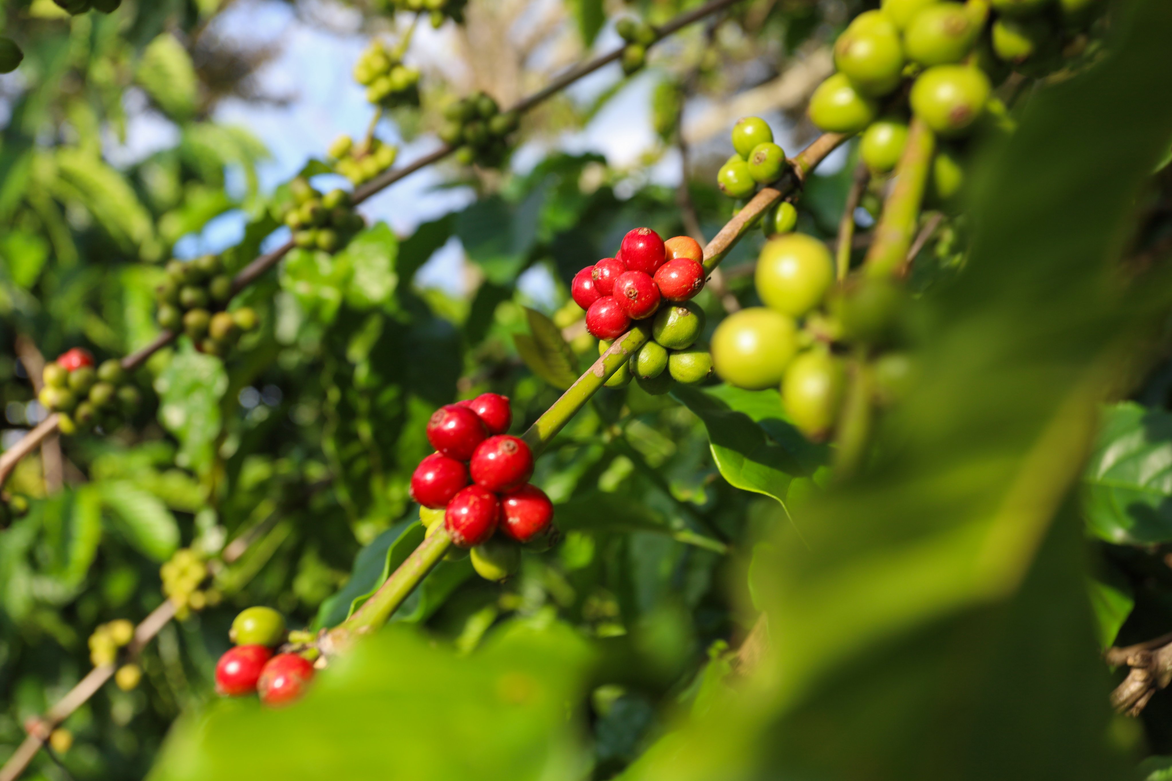 Robusta prices corrected sharply in 2026, but the arabica-robusta spread did not. Here is why Vietnam coffee keeps winning global buyers, and what BioValley sees from the ground.