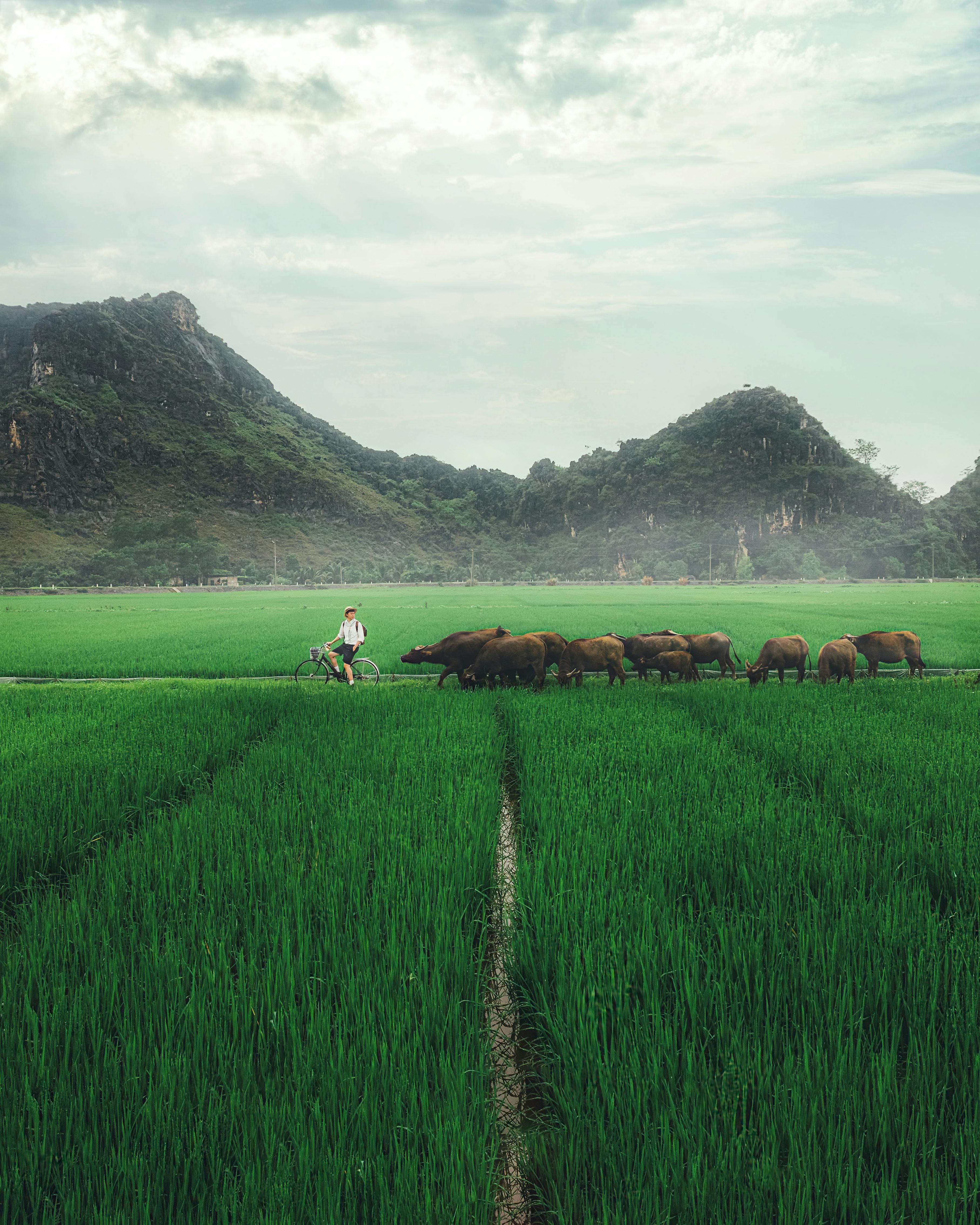 Ninh Binh Countryside