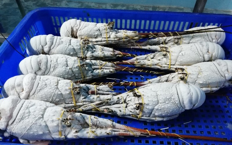 Cách Bảo Quản Tôm Hùm Tươi Trong Tủ Lạnh Cách Bảo Quản Tôm Hùm Tươi Trong Tủ Lạnh