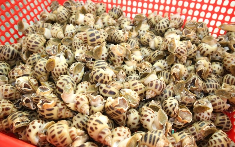 Cách Bảo Quản Ốc Trong Tủ Lạnh Chuẩn Sẽ Giúp Ốc Giữ Trọn Hương Vị Và Đảm Bảo An Toàn Sức Khỏe Cách Bảo Quản Ốc Trong Tủ Lạnh Chuẩn Sẽ Giúp Ốc Giữ Trọn Hương Vị Và Đảm Bảo An Toàn Sức Khỏe