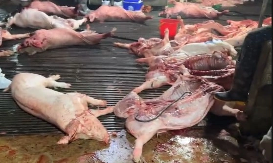 pig